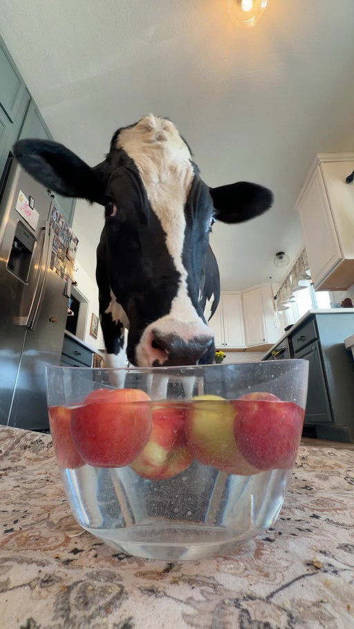 Trying to bob for apples with Bruce! #cow #brucethecow #animals #farm