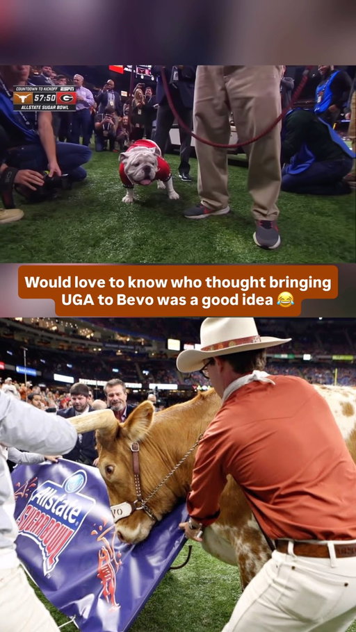 The moment Bevo nearly took out Uga before the 2019 Sugar Bowl 😭

Before Georgia and Texas ever took the field in New Orleans, two of college football’s most recognizable mascots were brought together for what was supposed to be a simple pregame photo-op. 

Instead, Bevo XV charged toward Uga X, breaking through the barricade as handlers and photographers scrambled out of the way. 

What was supposed to be a made-for-TV moment instantly became one of the most memorable mascot interactions in college football history.

The chaos ended without a serious injury, but the viral moment became an unexpected preview of what followed. 

No. 15 Texas went on to upset No. 5 Georgia 28-21 in the Sugar Bowl, jumping out to a 20-7 lead before holding off the Bulldogs late. 

The Bevo-Uga meeting became so infamous that when Texas and Georgia met again in the 2024 SEC Championship Game, Bevo wasn’t permitted to make the trip to Atlanta.

Do you remember this?? 😂

#collegefootball #cfb #cfb26 #cfb25