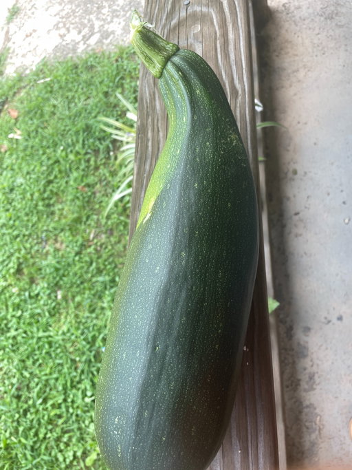 Biggest one yet 😳 3 pounds! 

#gardening #zucchini