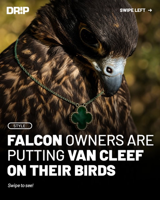Across parts of the Middle East, some falcon owners have begun accessorizing their birds with luxury pieces, including Van Cleef & Arpels necklaces. 

The trend reflects the region’s long standing admiration for falcons, which are prized companions and important cultural symbols, as well as symbols of prestige and status.