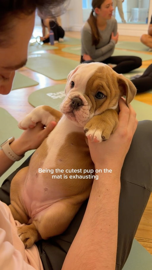 It’s a tough job, but someone’s gotta do it 🐾