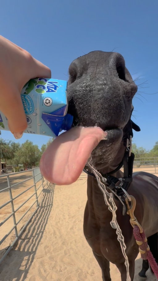 🥥💧🥥💧🥥💧

@vitacoco 
-
.
.
#vitacoco #horse #coconutwater #sponsored