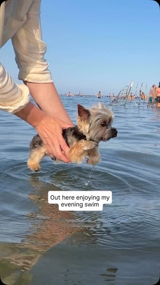 10/10 swim
Great exercise, lovely view, even managed to stay dry 🙌
@sammy_in_the_city_ 
#funnydog #yorkie #cutedog