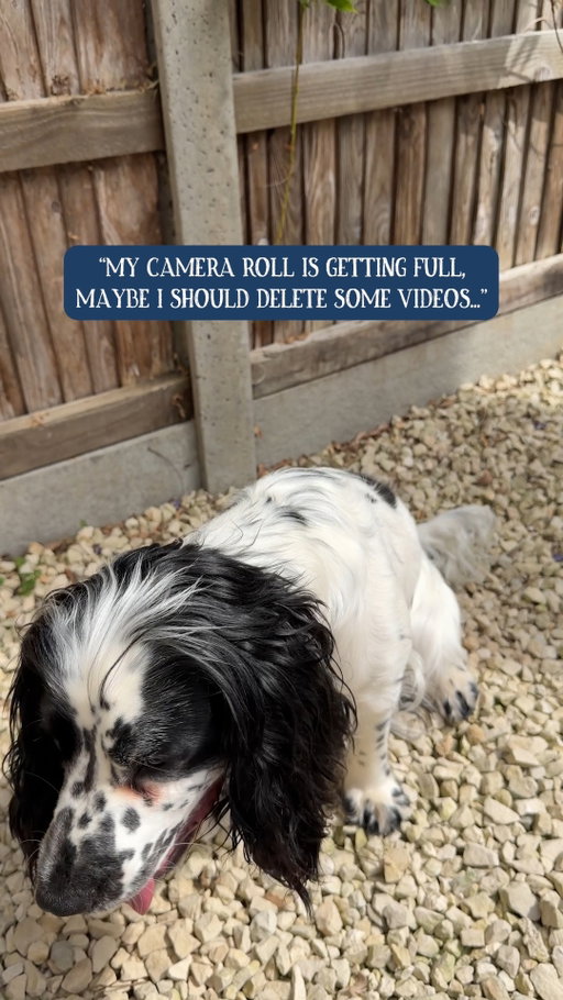 Turns out we need every single one 💙

#ButchersDogFood