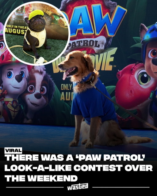 The Internet is having a field day with the photos from the ‘Paw Patrol: The Dino Movie’ look-a-like contests in New York City and Los Angeles over the weekend.

Dogs showed up in their best outfits to mimic Paw Patrol characters and it’s safe to say they understood the assignment.

‘Paw Patrol: The Dino Movie’ releases in theaters this Friday.

Which one is your favorite?

#PawPatrolPartner