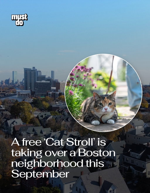 Lower Allston is turning into one giant cat-spotting expedition this September.

The @lowerallstoncatstroll is happening September 19, inviting people on a free, parade-style walk through the neighborhood to find cats posted up in windows and on porches along the way.

The stroll is also designed to get neighbors exploring Lower Allston, discovering local businesses and meeting the people, and apparently cats, who live around them.

And if you live in the neighborhood and have a cat who deserves their moment in the window, cat registration is open now.

The event is free, with a rain date scheduled for September 26.

Media via Shutterstock

#mustdoboston #bostonevents