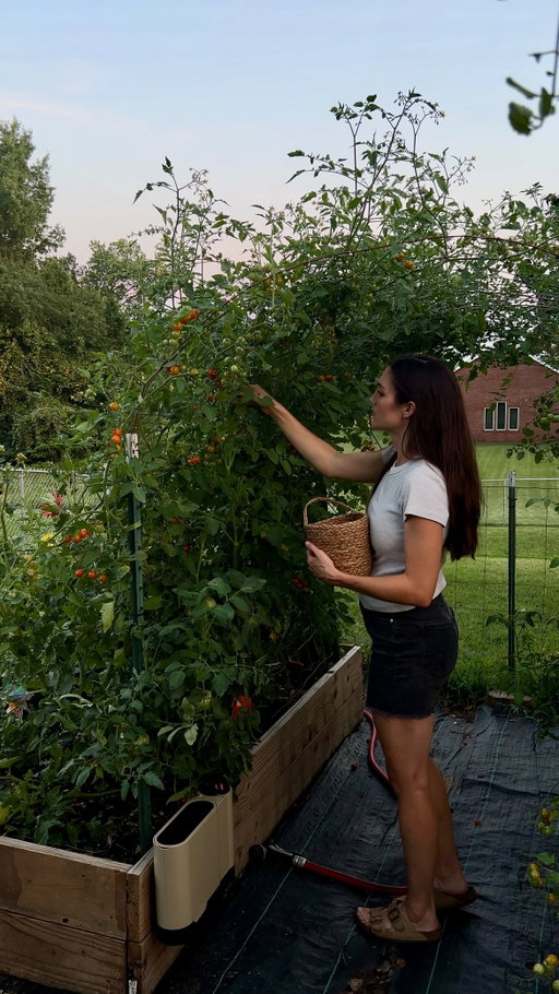 Truly one of my fav parts of gardening. 🍅🌻🥬

#gardening #gardenlife #raisedbedgarden 

summer nights, garden mom, garden life, raised bed gardening, zone 7a gardening, summer garden, gardening mom, garden harvest, motherhood