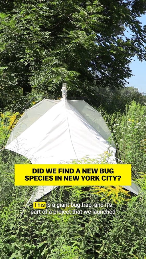 Earlier this summer, Vox set up two big bug traps in New York City as part of a project with @prospect_park and @centralparknyc to find a new insect species. Now, after combing through the bugs we collected in June, we already have some exciting updates. 👀🐝