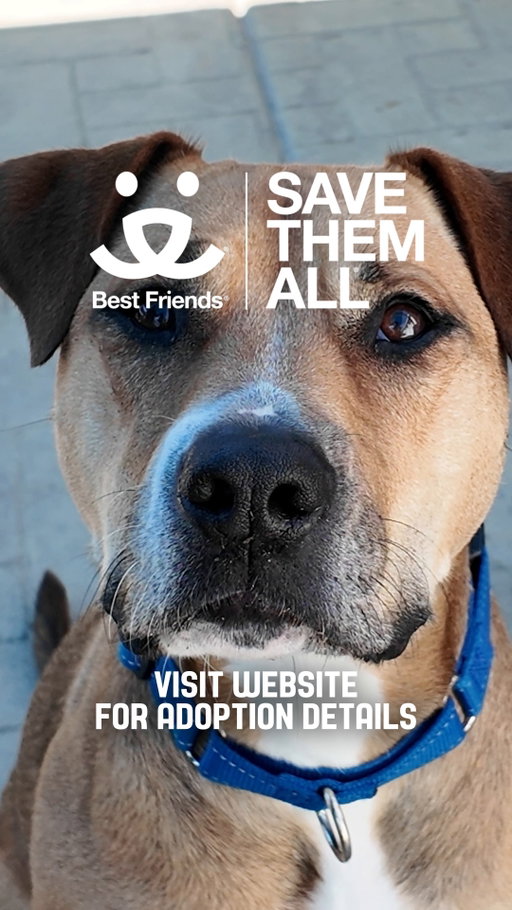 🐾 Every pup at @bfas_la deserves a name—and a forever home. What would you name them? 🐶❤️

Catch PAW Patrol: The Dino Movie now playing only in theaters, and don’t miss UFC 330 this Saturday at 9 PM ET, streaming on Paramount+.