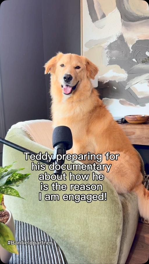 Teddy & Moose are at completely different stages of life, so it never made sense to me to treat their healthcare the same. They each have a plan that fits where they are right now instead of a one-size-fits-all approach. I’ve always been a big believer in being proactive instead of reactive, especially when it comes to my dogs. Comment “Pup” below for a Free Visit at @banfieldpethospital! #banfieldpartner