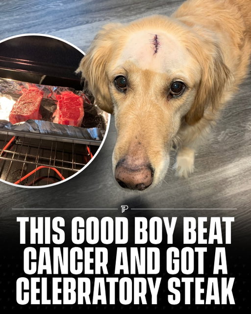 After beating cancer, this pup got the celebration he truly deserved, a perfectly reverse-seared steak 🥹🥩🐶

His owner, Matt Galatzan, called him “TheRealMVP” and turned the moment into an unforgettable memory.

Although his loyal companion sadly passed away later, the story remains a beautiful reminder that brings joy to many. 

Credit: @mattgalatzan

#viral #pubity #wholesome