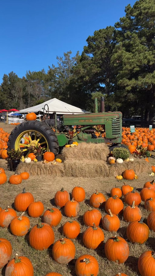 10 Things To Do in Charleston, South Carolina 🍂

Planning a trip to Charleston this fall? Save this list for your next Lowcountry getaway:

🎃 Visit the Boone Hall Pumpkin Patch & Corn Maze

👻 Get scared at Southern Screams Haunted House at Holy City Brewing

🏛️ Explore Charleston’s historic streets and architecture on the Fall Tours

🎭 Experience the MOJA Arts Festival, September 24 through October 4

🎶 Catch live music and Lowcountry culture at Riverfront Revival

👻 Take a Charleston ghost tour and hear some of the city’s most haunted stories

🍎 Enjoy seasonal flavors, local markets and fall events around the Lowcountry

🎃 Check out Halloween events, costume parties and spooky pop-ups throughout Charleston

🌅 Catch a sunset at the Battery or Waterfront Park as the weather cools down

🍹 Spend an evening downtown exploring Charleston’s restaurants, bars and nightlife

From historic streets and waterfront views to pumpkin patches, live music, seasonal events and plenty of Halloween fun, Charleston has no shortage of things to do this fall. 🍁

Charleston, South Carolina | Charleston fall | Charleston Halloween | Charleston events | things to do in Charleston | Lowcountry fall | Charleston SC | fall in Charleston | Halloween in Charleston