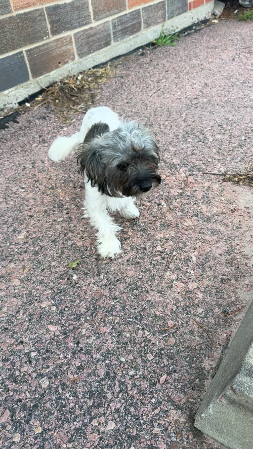 My daughter and I found this sweetie, alone and scared at the corner of 10th and St. Paul. No microchip, but was very friendly to me and my kiddo. Animal control brought them to the humane society.