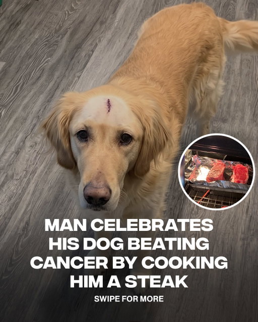 He deserved every single bite 🥹❤️

After beating cancer, a dog was treated to a special celebration with a perfectly cooked steak from his owner, Matt Galatzan. Matt called his pup “TheRealMVP” and captured the heartwarming moment to celebrate his recovery. The dog later passed away, but the video continues to be shared as a touching memory of their time together.

[ 📸: @mattgalatzan ]
