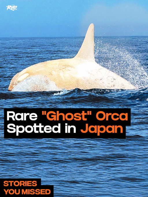 A rare white “ghost” orca was spotted off the coast of Hokkaido, Japan‼️

The whale is believed to be male, measuring around 8 meters long and the coloring is believed to be Leucism rather than albinism, which causes partial pigment loss. 

Swipe to see other stories you may have missed‼️

A story about a 10-year-old boy who lost his 301 day Duolingo streak while hospitalized went viral online after his mom took to X to explain what happened. 

Duolingo happily restored the streak, and even threw in some bonus gems and Streak Shields.

Russell Westbrook announced that he was retiring after 18 years in the NBA. 

An MVP and 9-time All-Star, Westbrook famously averaged a triple-double in 4 different seasons, and has the most career triple-doubles in NBA history with 209.

Erling Haaland’s face was found printed on packages of c*caine during a major drug bust in Ecuador, according to AP News 😳⚽️
⁠
Police seized hundreds of packages hidden inside a false compartment of a truck near the Colombian border. The shipment weighed roughly 469 kilograms, or more than 1,000 pounds, and several packages featured stickers showing the Norwegian soccer star. ⁠
⁠
Authorities did not explain why Haaland’s image was used, but traffickers are known to label shipments with celebrities or athletes as a way of identifying criminal networks or intended buyers. ⁠
⁠
The c*caine was estimated to be worth more than $11 million in the U.S. market. ⁠

Cristiano Ronaldo announced he was married to his longtime partner, Georgina Rodriguez, and showed off the massive wedding ring he gave her.

The two tied the knot on the 10 year anniversary of the day they met and got married in their living room‼️

An immersive pizzeria based on the Freddy Fazbear franchise is coming to the American Dream entertainment/retail complex in Bergen County, NJ. 

Customers will be able to dine in, play arcade games and of course see an animatronic show at the restaurant. It’s scheduled to open sometime in 2027.

According to a new CDC report, they found a rise in emergency room visits linked to cannabinoid hyperemesis syndrome (CHS). 

The condition is associated with frequent or long-term cannabis use and can caus