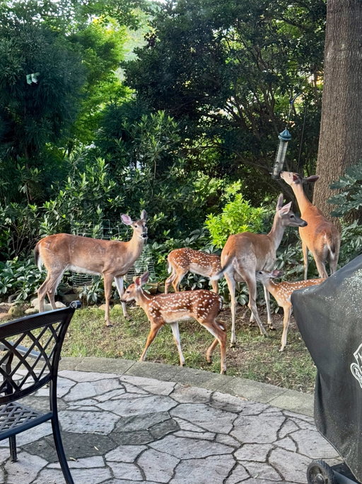Woke up to a full house (and an empty bird feeder) 🦌
Backyard breakfast club, uninvited but adorable
I live in the forest 🥴😂
#justanothertuesday #gottalovethem