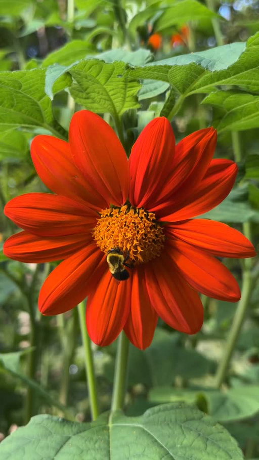 Let’s hear it for the pollinators. Half of our ingredient list owes them a thank-you note. 🐝