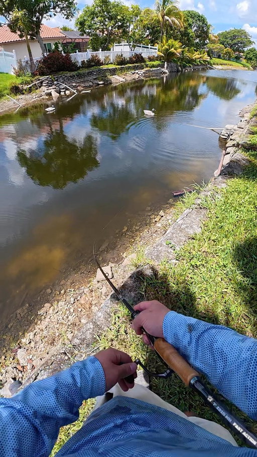 FISHING SOUTH FLORIDA CANALS USING GLIDEBAITS⁉️⁉️

•
•

@yorkcasting_co @dcfishingsupplies @fishbrainapp @battle.braid 

•
•

#fishing #floridafishing #glidebait #swimbait #peacockbass