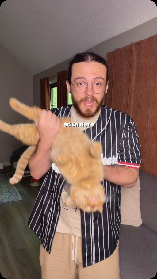 Researchers hired a musician to compose music specifically for cats #catsofinstagram #music #catdad #orangecatbehavior #funnycat