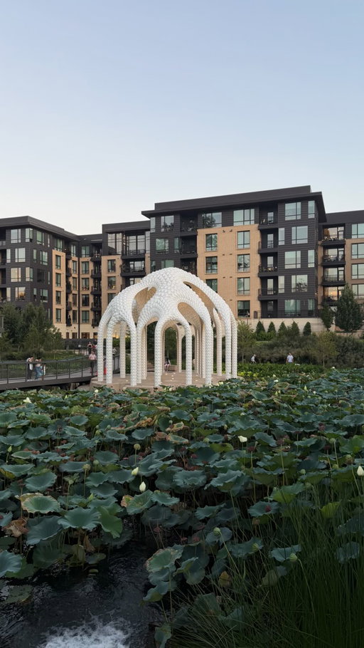 The lotus flowers and lilly pads are in full bloom right now at @downtowncarypark and it was so magical looking at them during sunset 🌅 🪷

They won’t be here for long so definitely check them out soon! 

📍downtown Cary park 

#northcarolina #carync #raleigh