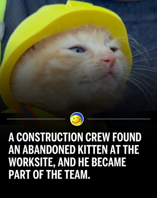 Look at that hard worker 🥹💙💛

A construction crew in Barberton, Ohio, has welcomed a new honorary team member after a dramatic rescue. Chase Guello, an operating supervisor at River Reach Construction, discovered a tiny kitten trapped inside a Komatsu excavator on a job site. After hearing the animal’s cries, Guello removed the machine’s skid plate to safely free her. Named Sue, the kitten was temporarily cared for by a local pet rescue while she recovered. Since the rescue, the construction equipment manufacturer Komatsu sent Sue her own miniature safety vest and hard hat, turning her into a viral sensation. 

(via: @riverreachconstruction )