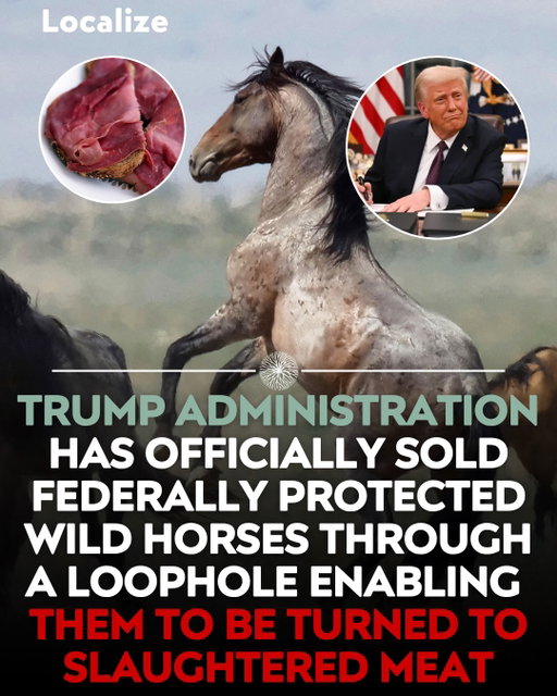 A 1971 law made wild horses federally protected.

A 2004 amendment lets the government sell those over ten, or passed over for adoption three times, without limitation.

Once sold, the animal is private property and that protection ends.

BLM sold 3,718 in fiscal 2025 as the same government opened 80,000 more metric tons of Argentine beef to low tariff import.

Cheap protein always comes from somewhere.

Find a local farmer doing it the right way instead.