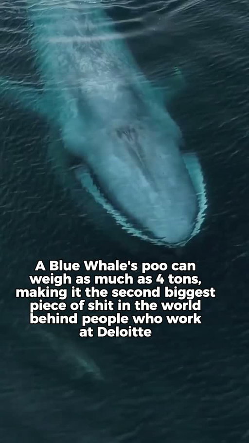 Fun fact about whales 🤓🤓🤓 
.
.
.
#accounting #accountant #big4 #deloitte #kpmg