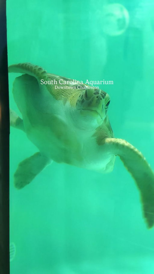 🐢 A must-visit in downtown Charleston.

For more than 25 years, the South Carolina Aquarium has connected visitors with South Carolina’s incredible biodiversity, from sea turtles and sharks to rays, jellyfish, and thousands of other animals.

The Aquarium is home to more than 5,000 animals, interactive exhibits, STEM education programs, and the Sea Turtle Care Center™, a working hospital where sick and injured sea turtles are rescued, rehabilitated, and released back into the wild.

If you’re looking for things to do in Charleston, especially with kids, the South Carolina Aquarium is definitely worth adding to your list. 🌊