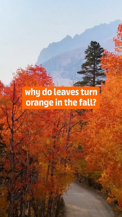 read the tree leaves: fall happens for a REESE’S