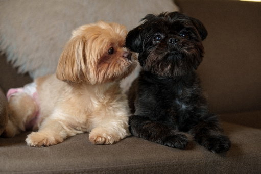 happy 5th barkday my babies 🤎🖤
