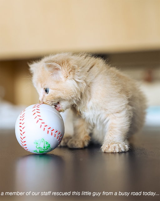 the cat distribution system is working overtime on National Dog Day…