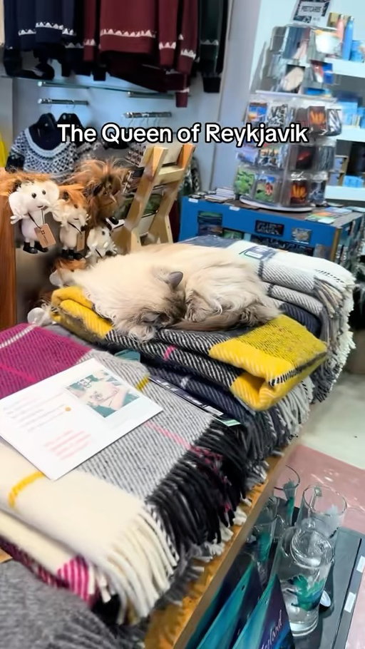 Most people don’t know about this cat in Iceland! 🐱👀🇮🇸

This is Ofelia, the viral cat at Icemart Souvenir Store!

Instead of going to Hallgrimskirkja (the tall black church in the center of Reykjavik on Rainbow Street) go see Ofelia!

She’s been a friendly sight to see since 2017!

@ofeliasnobbycat is SO SOFT😭💖

📍 Skólavörðustígur 38, 101 Reykjavík, Iceland

Share this with a friend who loves cats! 😻

#ofelia #reykjavik #iceland #catlover #fyp