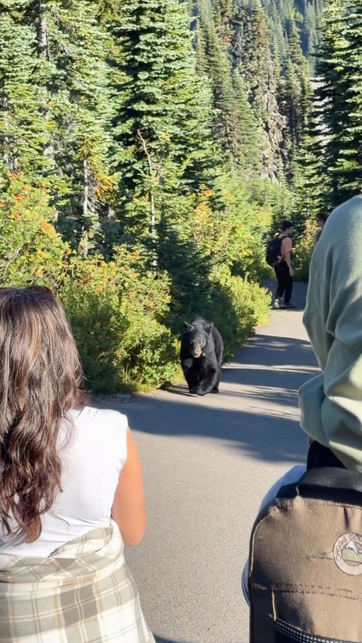 MOUNT RAINIER surprised us with this… 🐻😳