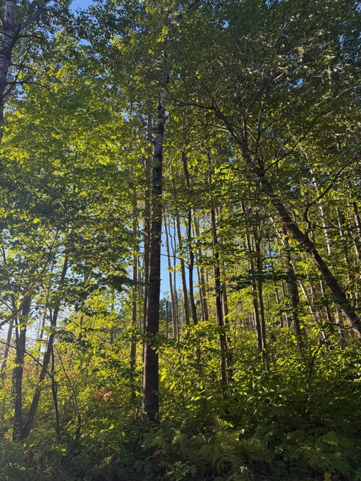 Back in the woods making pace notes to go fast on the stages as safe as we can! A day of nature proceeds the following days of dust and a different kind of fun. Thank you @ojibweforestsrally & @ara_rally for allowing us to take our amazing @stryker.motorsport built @canamoffroad Maverick R into this beautiful forest & push the limits :) 

More on that rally fun in a bit! Gotta go watch some videos of stages to get hyped!
#iloverally