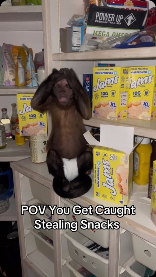 I think you reached your target customer with this banana flavor, @getjams. 🙊🙈 #dexthemonkey #viral #fyp #monkey #explorepage