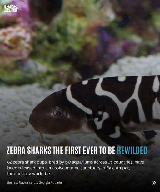 82 zebra shark pups just got released into a protected sanctuary in Raja Ampat, Indonesia. First time sharks have ever been rewilded, anywhere.

It took 3 years and 60 aquariums across 15 countries working together, breeding the sharks in captivity and raising the pups until they were ready. 

Now they’re out there foraging on their own and sticking to the sanctuary boundaries, just like they’re supposed to.

If this works long term, it could be a model for saving other egg-laying shark species too. 

Click the link in bio for the full story.