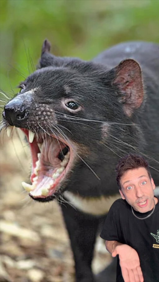 We CANNOT lose the Tasmanian Devil 👀 @colossal #funfact #didyouknow