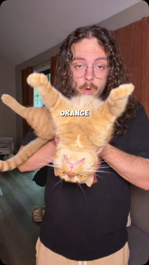 Orange cat behavior #catsofinstagram #orangecat #orangecatbehavior #catdad #orangecatsofinstagram