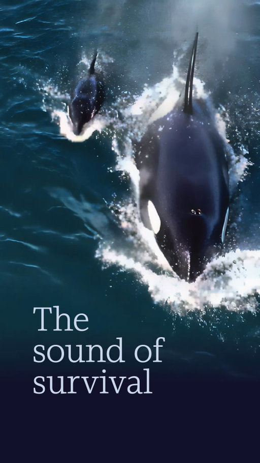 The ocean has a volume problem, so we’re helping turn it down. 🐋