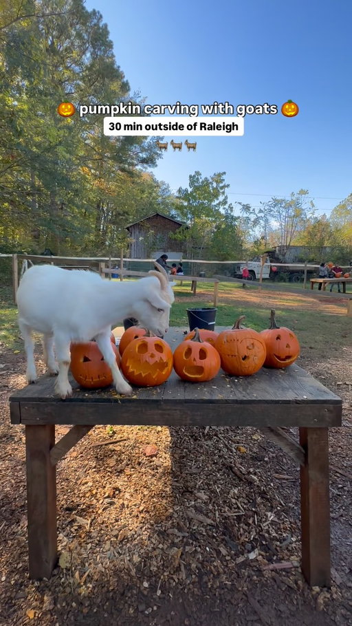 Pumpkin carving with goats at @spring_haven_farm is right around the corner 🐐🎃 just 30 min outside of Raleigh! 

Farm animals, tractor train rides, and pumpkin carving 🐐🍁🚜

Starts September 30th-November 1st

#raleighnc #raleigh #fall #pumpkin #northcarolina