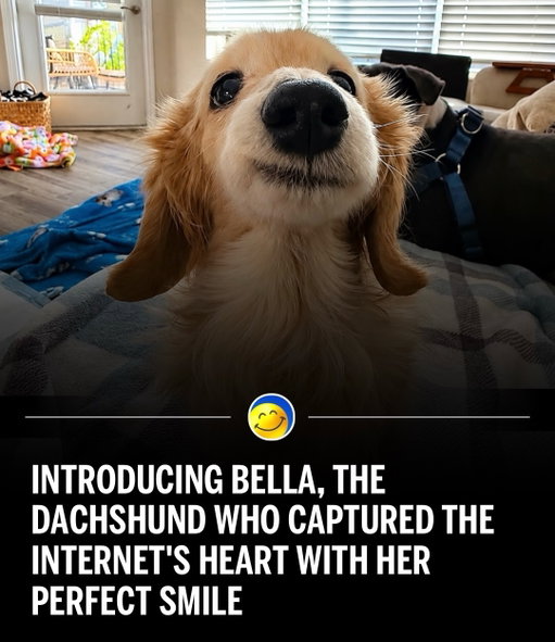 Bella has now captured my heart 🥹💙💛

Bella, a senior miniature dachshund residing in Tampa, Florida, achieved viral social media fame after online audiences embraced her distinct resting facial expression. Her signature sideways smirk, which gives the appearance of a perpetual smile, is attributed to a missing upper tooth that allows her lip to rest naturally in a curled position. Photos and videos shared by her owner, Melanie Savage, accumulated millions of views across various platforms, leading to widespread national news coverage. Social media users frequently highlight the canine’s cheerful appearance as a source of lighthearted entertainment, while pet care commentators note how common dental changes in aging dogs can result in unique physical traits. 

(via: @buddy_bella_birdie 💙💛)