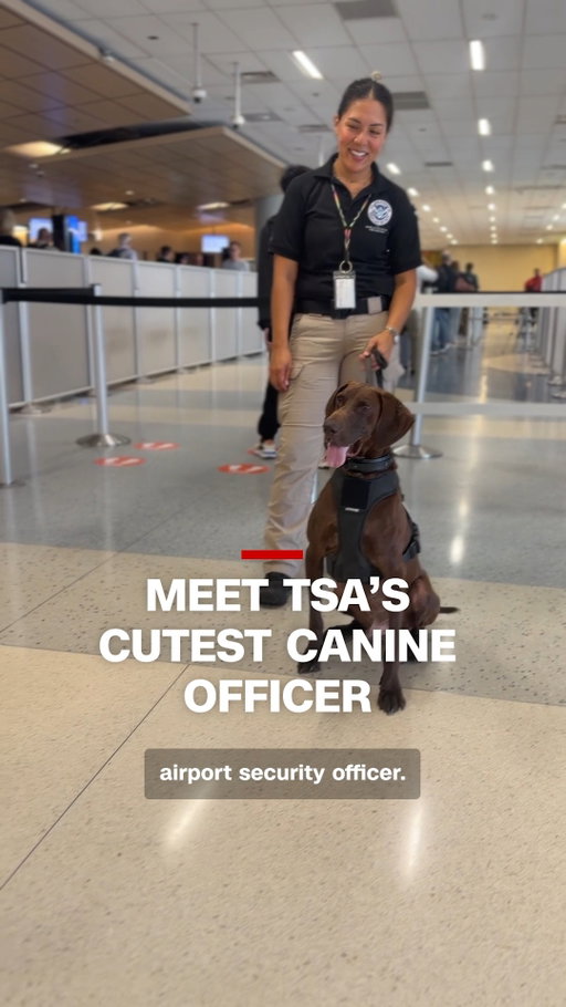 Meet Bolt, the unstoppable TSA explosives detection dog at Dallas Fort Worth International Airport named the cutest canine in a contest this year.