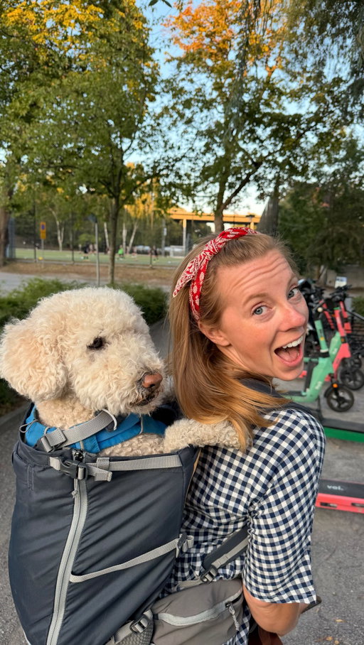 Kramer figured out travel before we did. #sweden #dogtravel #dogsofinstagram