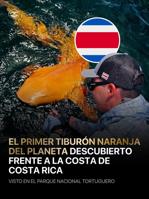 🇨🇷 Cerca del Parque Nacional Tortuguero fue documentado un tiburón nodriza de aproximadamente dos metros con una sorprendente coloración naranja y ojos blancos.

Su apariencia se debe al albino-xantocromismo, una alteración de pigmentación extremadamente rara y nunca antes registrada en esta especie. El ejemplar fue liberado con vida. 🦈

—

🇺🇸 A two-meter nurse shark with striking orange skin and white eyes was documented near Tortuguero National Park.

Its appearance was caused by albino-xanthochromism, an extremely rare pigmentation condition never before recorded in this species. The shark was released alive. 🦈

#CostaRica #Tortuguero #MarineLife