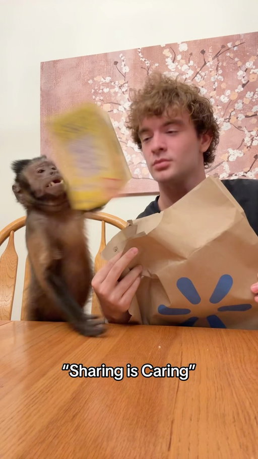 He got back from Walmart and wouldn’t share 🙈🙊 #dexthemonkey #viral #fyp #monkey #explorepage