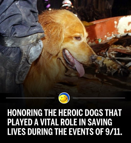 Four legged heroes 🥹💙💛

Following the September 11 terrorist attacks, more than 300 working dogs were deployed to assist in search, rescue, and recovery operations at Ground Zero, the Pentagon, and Shanksville. Trained in disaster response, these canine teams navigated smoldering rubble and harsh conditions to detect scents, finding human remains and locating the last living survivor rescued 27 hours after the collapse. Beyond physical search efforts, therapy dogs provided essential comfort and morale support to exhausted first responders. Veterinary teams at the sites worked around the clock to clean the animals’ eyes and paws. The legacy of these working dogs established new protocols for disaster response training and inspired dedicated research centers to study working dog health and performance. Commemorative programs and exhibits at the National September 11 Memorial and Museum continue to honor the service and lasting impact of these four-legged heroes.