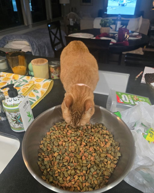 We have six cats. Four of them are a mother and her three sons.  We buy multiple types of treats and then mix them all together. They were being mixed in a giant bowl and Mama thought she had died and gone to cat heaven.