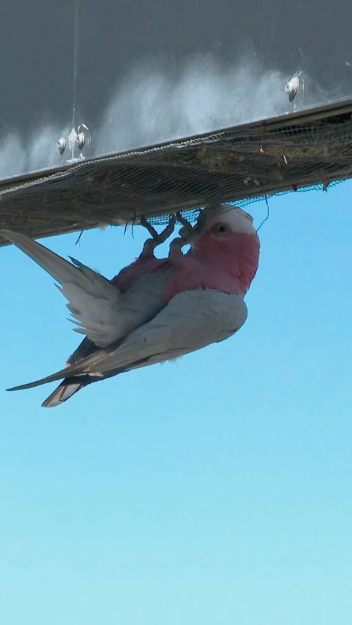 When we said there’s galahs on the track this isn’t what we meant…