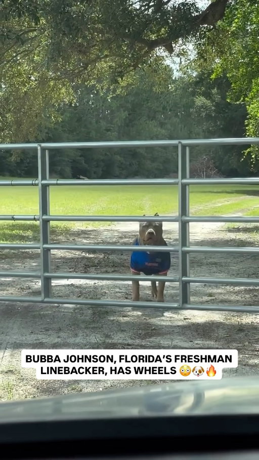 Need Bubba Johnson’s 40-yard dash time 🤣💪

(Via @dogmandave85)

#dogs #dog #cfb #collegefootball