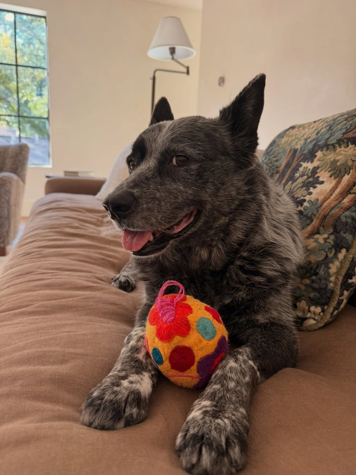 Benji adores his toys but particularly anything of the ball nature, such as this beautiful ornament from Mexico. Happy Saturday!